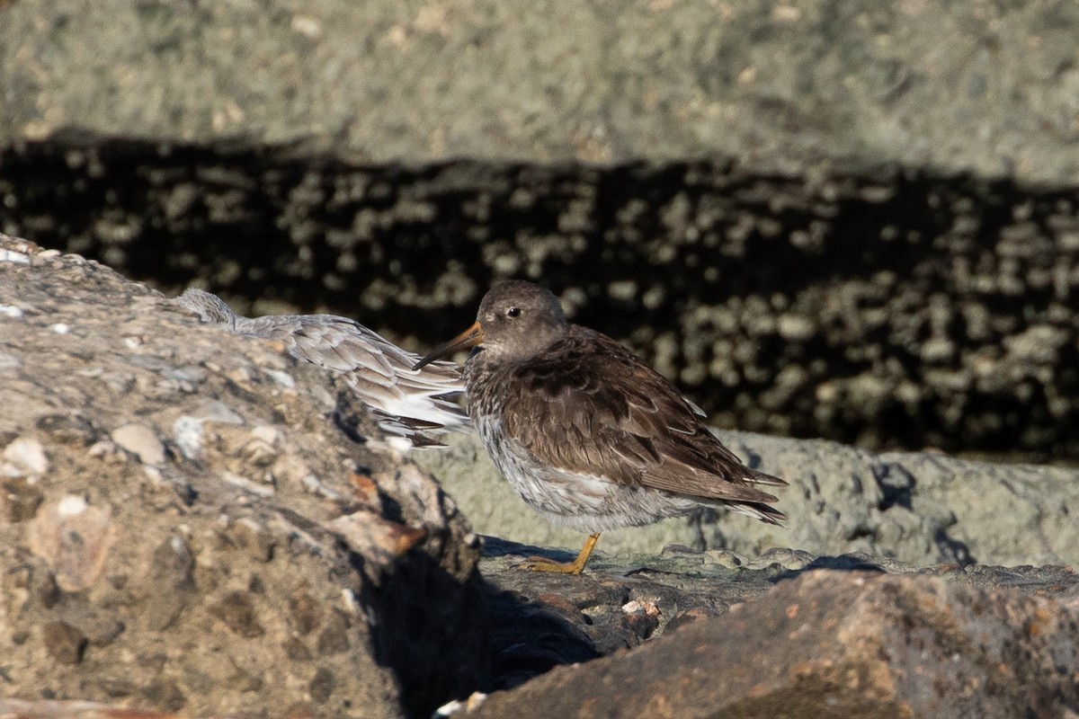 Purple Sandpiper - ML638931545