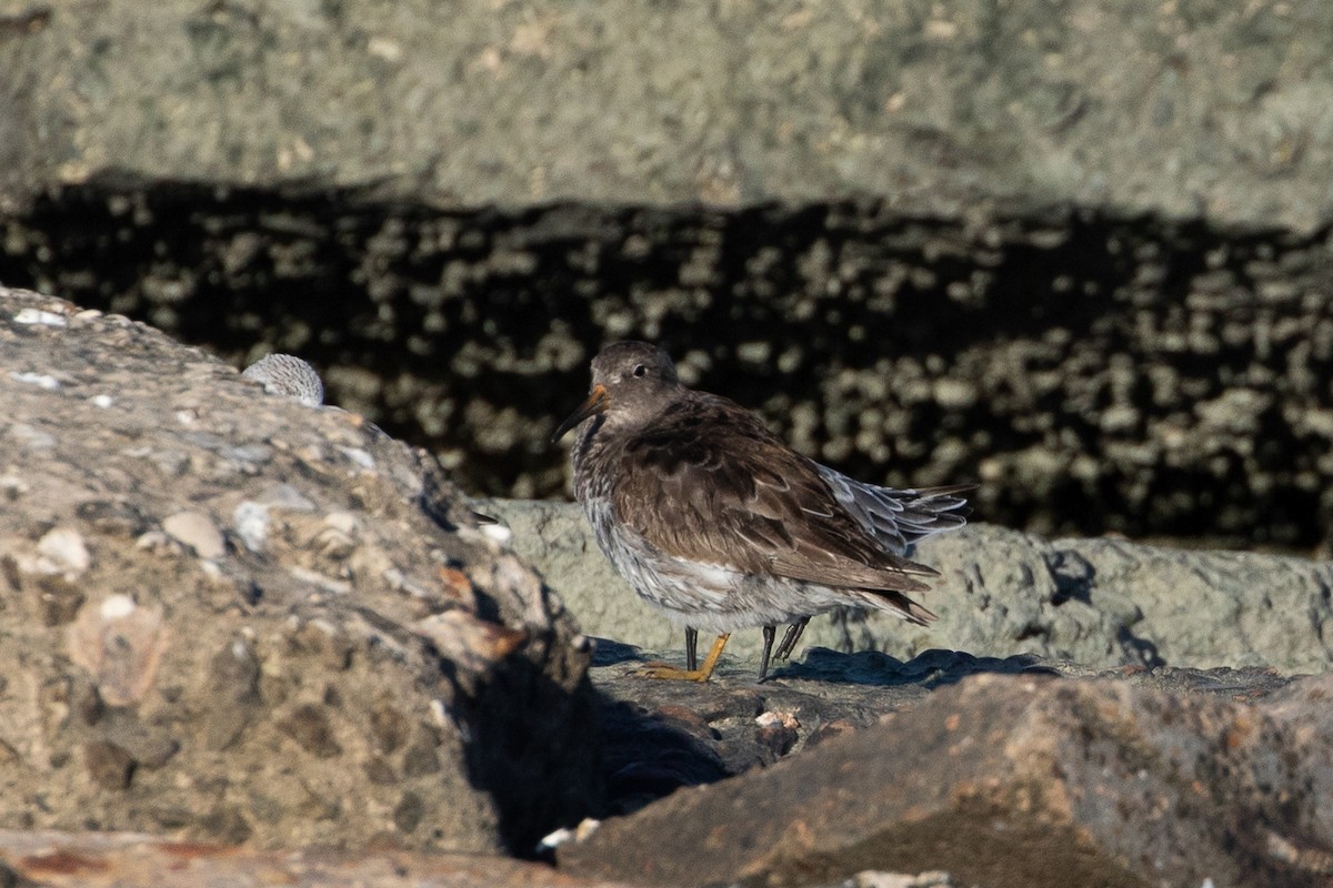 Purple Sandpiper - ML638931546