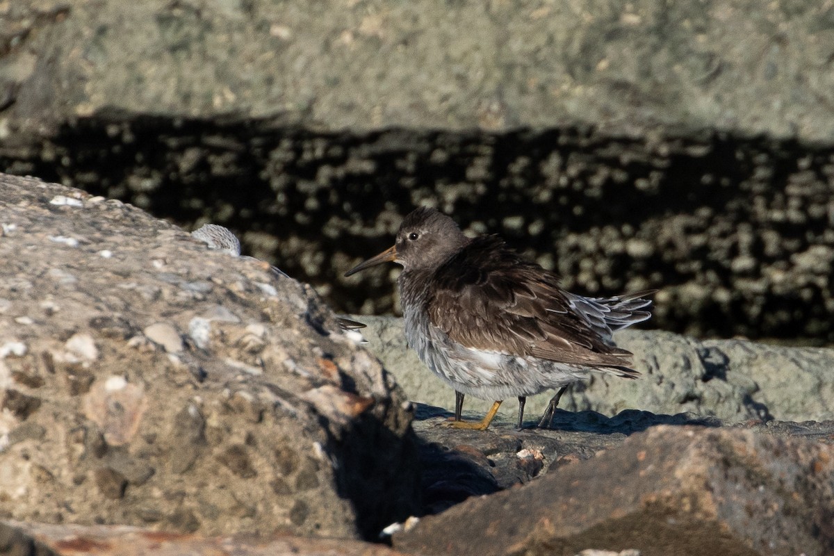 Purple Sandpiper - ML638931548