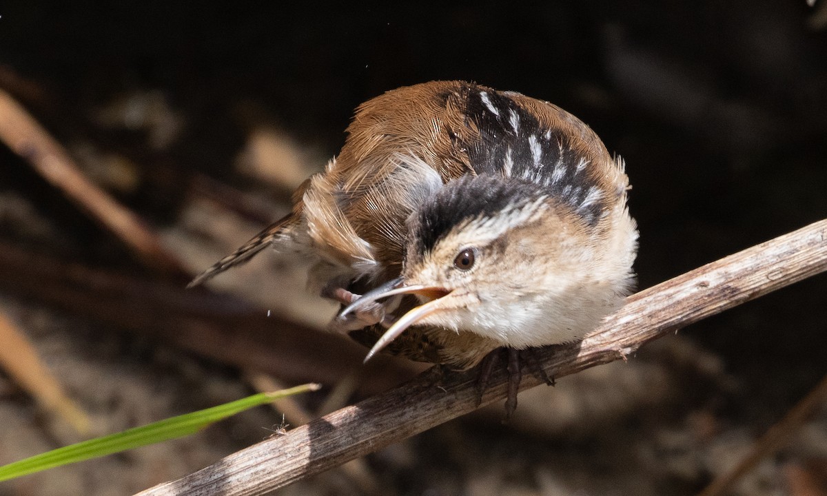 Marsh Wren - ML638931586
