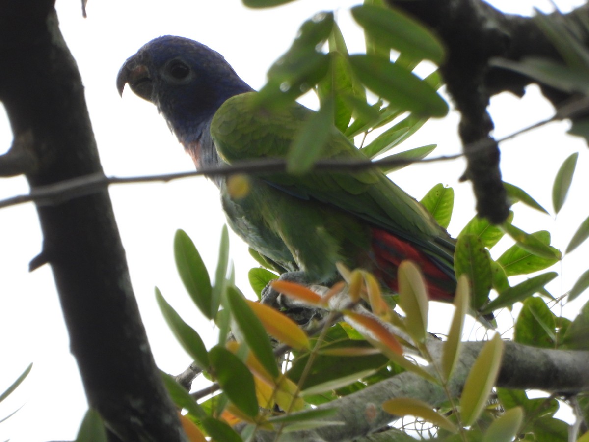 Blue-headed Parrot - ML638931591