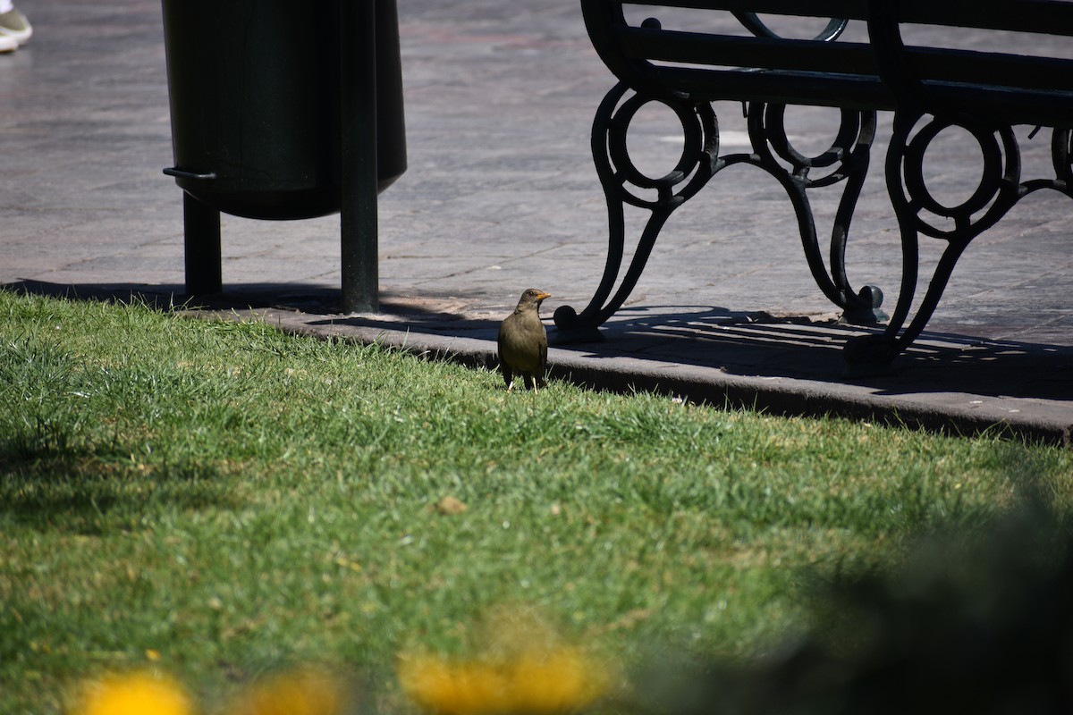Chiguanco Thrush - ML638931622