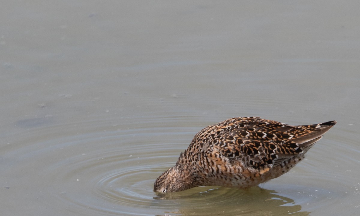 Short-billed Dowitcher - ML638931623