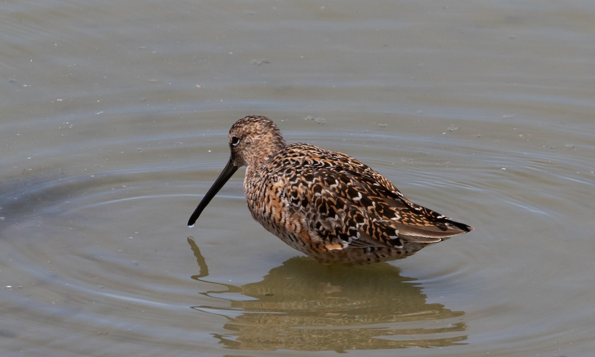 Short-billed Dowitcher - ML638931624