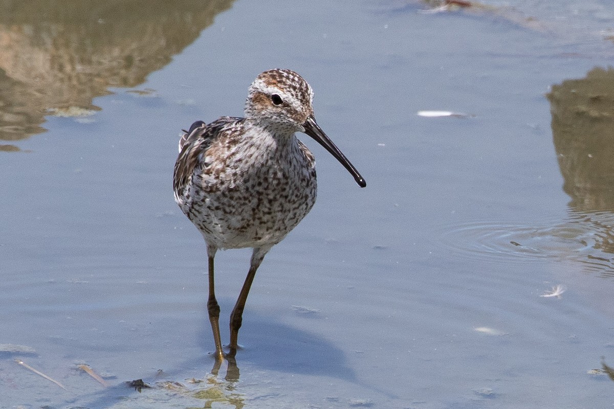 Stilt Sandpiper - ML638931634
