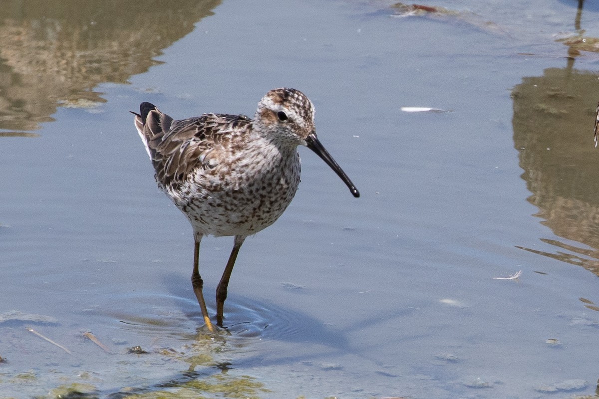 Stilt Sandpiper - ML638931635