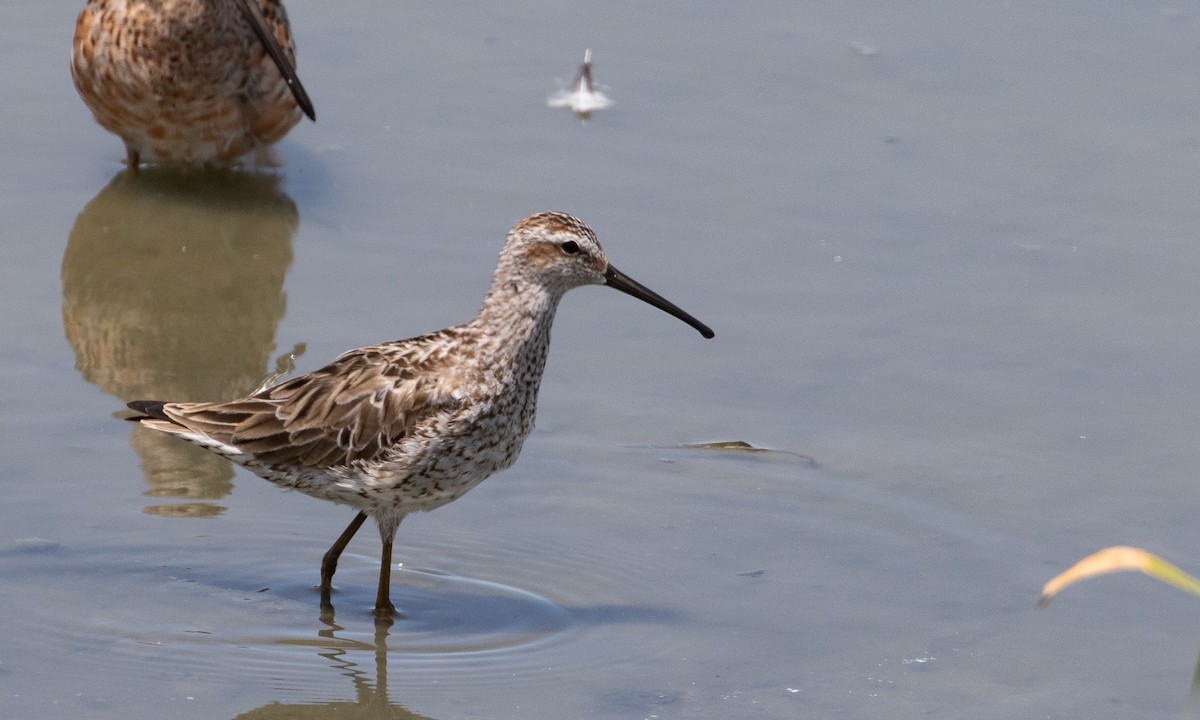 Stilt Sandpiper - ML638931637