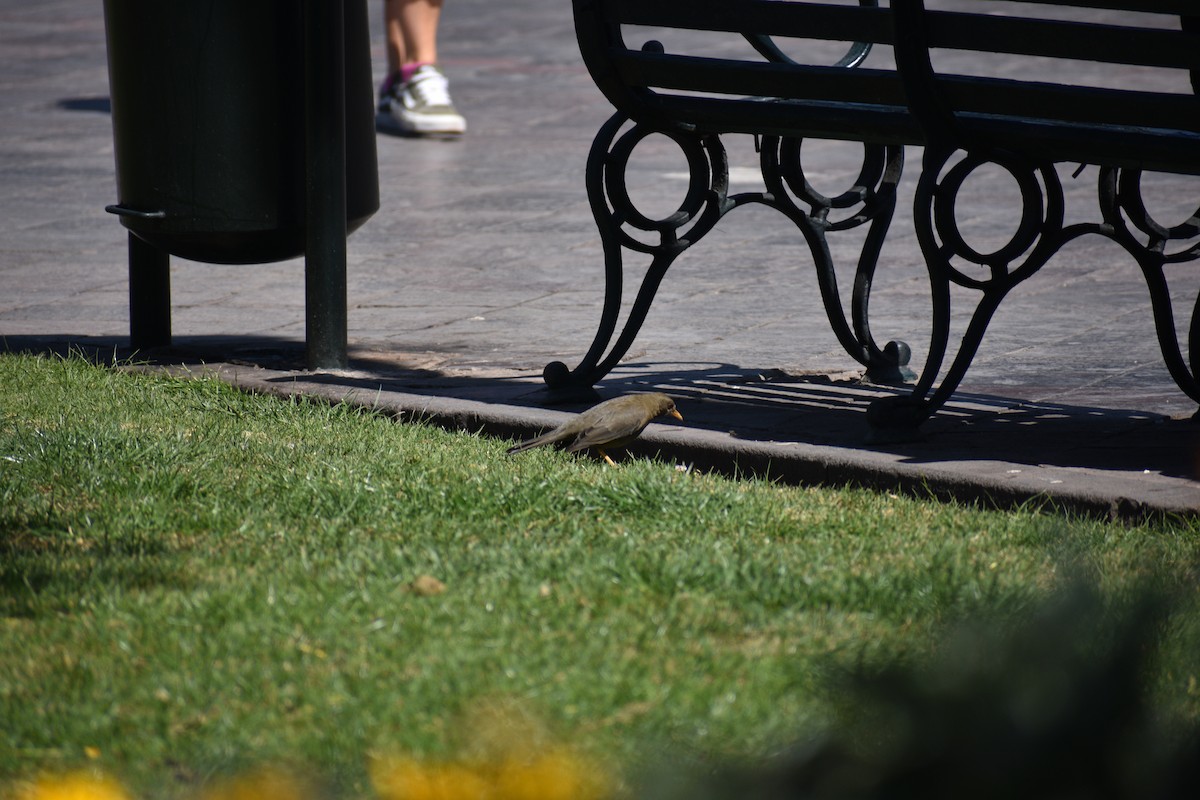 Chiguanco Thrush - ML638931638