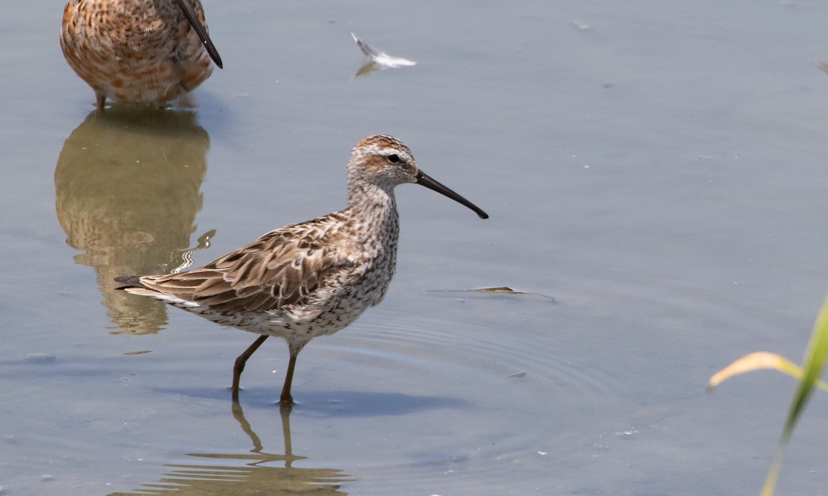 Stilt Sandpiper - ML638931639