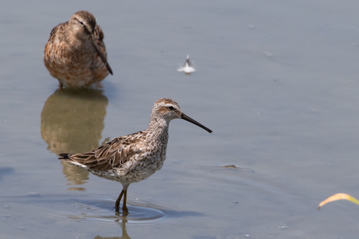 Stilt Sandpiper - ML638931640