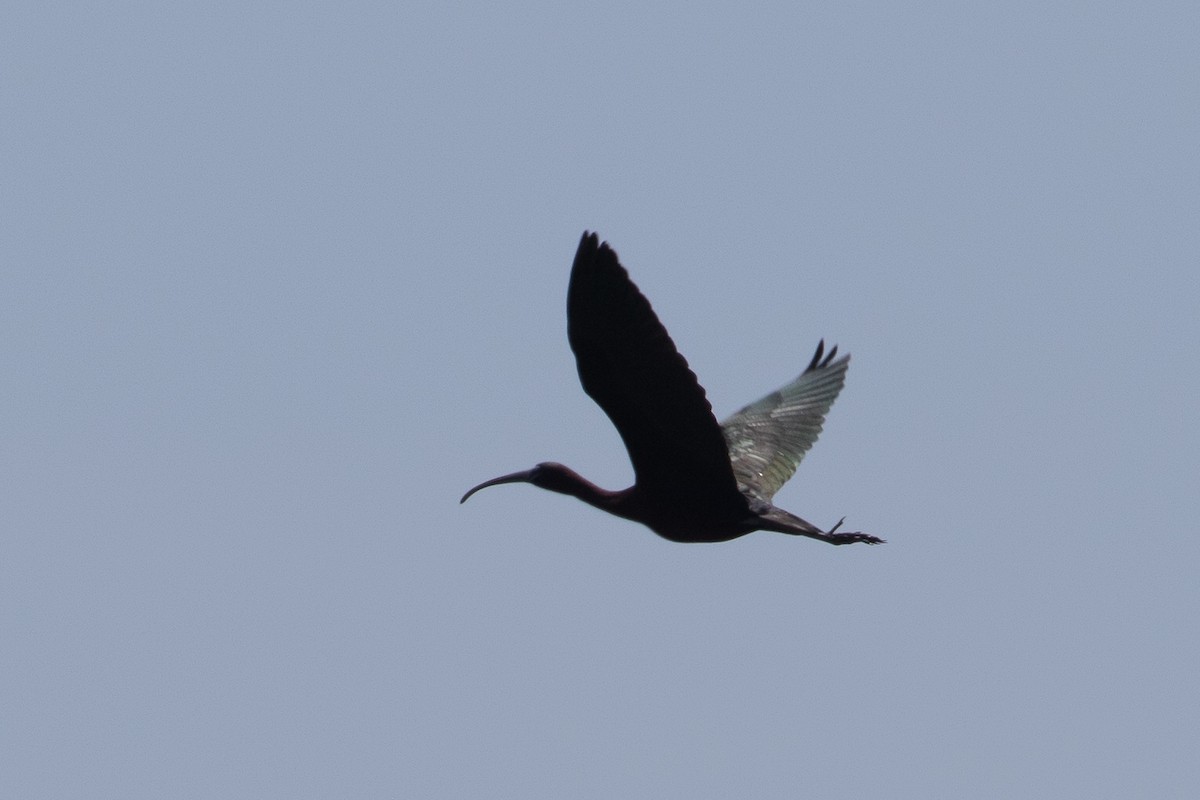 White-faced Ibis - ML638931652