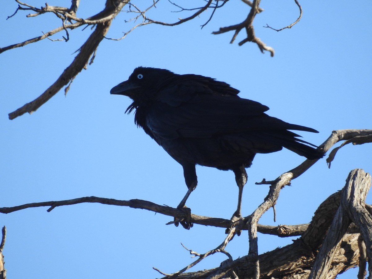 Australian Raven - ML638931655