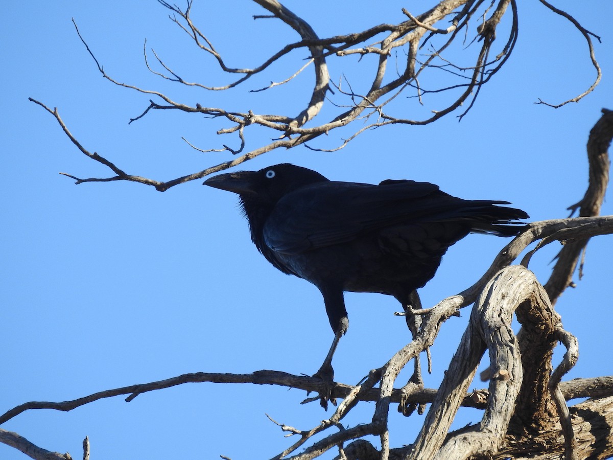 Australian Raven - ML638931656