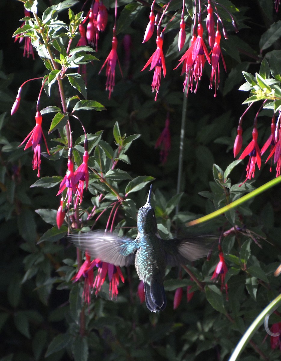 Amethyst-throated Sunangel - ML638931676