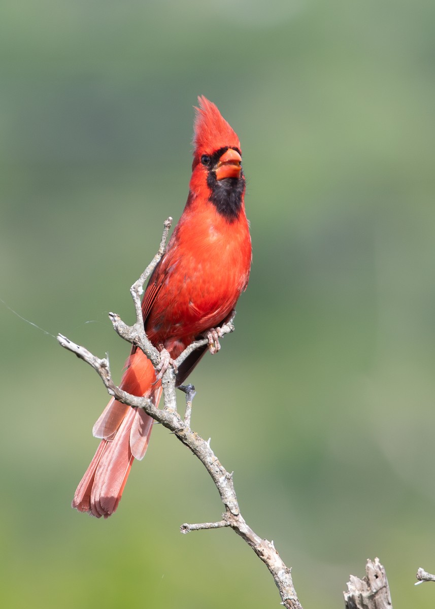 Northern Cardinal (Common) - ML638931680