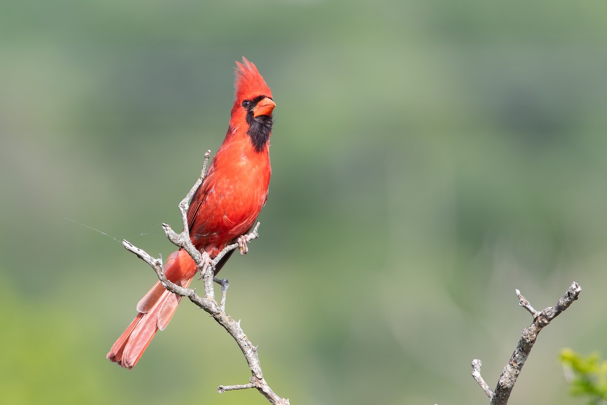 Northern Cardinal (Common) - ML638931681