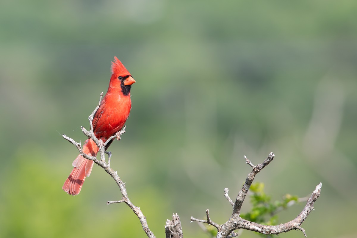 Northern Cardinal (Common) - ML638931682