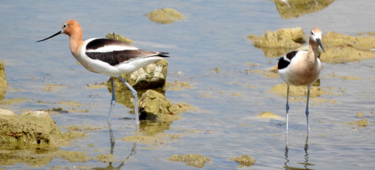 American Avocet - ML638931691