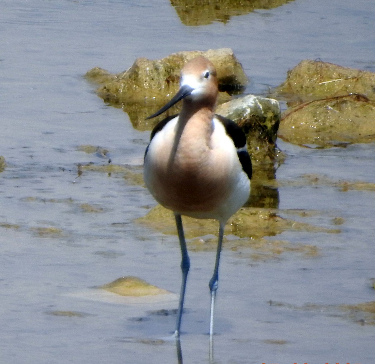 American Avocet - ML638931708