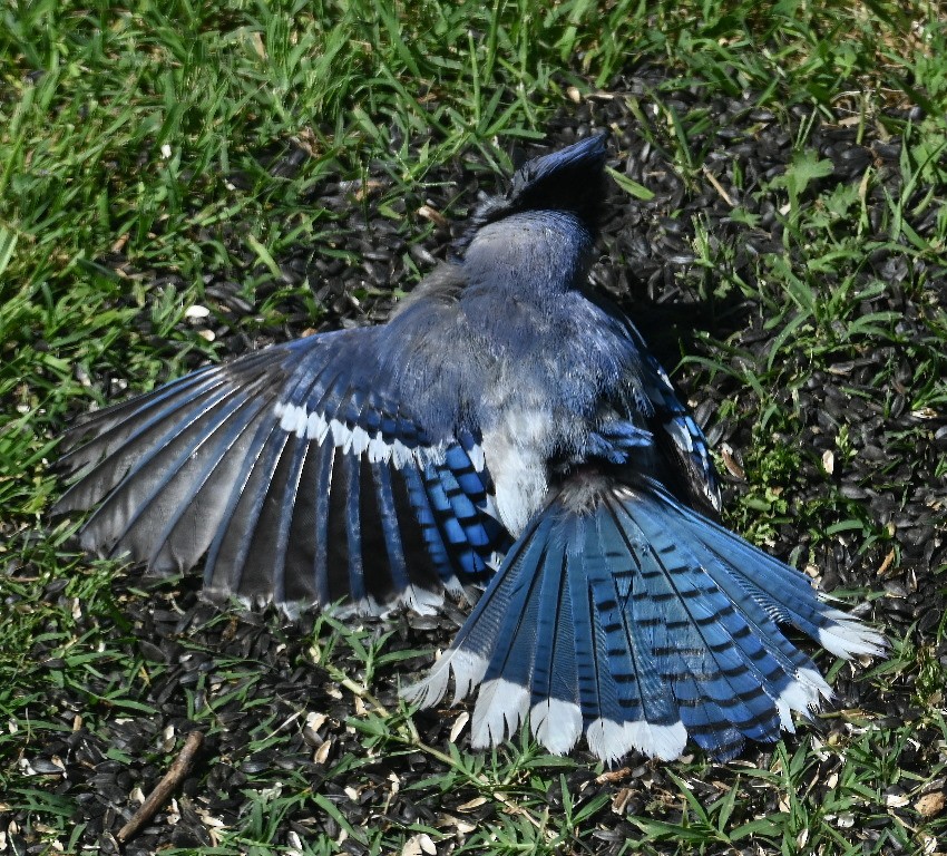 Blue Jay - ML638931743