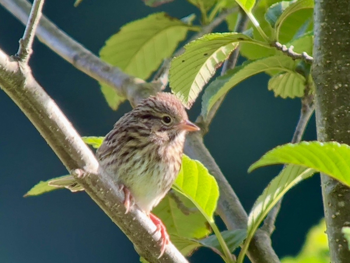 Lincoln's Sparrow - ML638931767