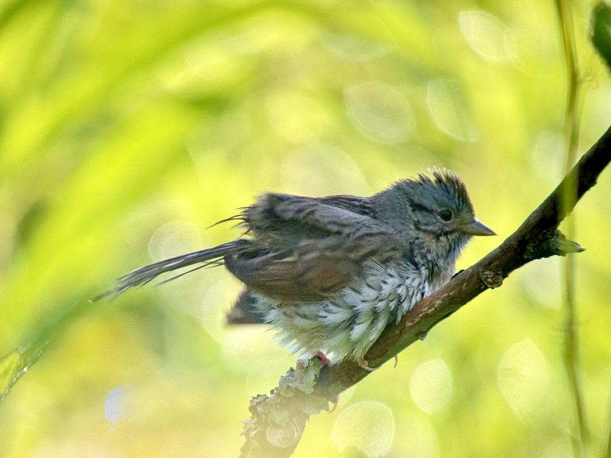 Lincoln's Sparrow - ML638931768