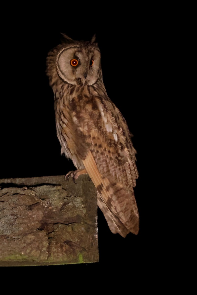 Long-eared Owl - ML638931824