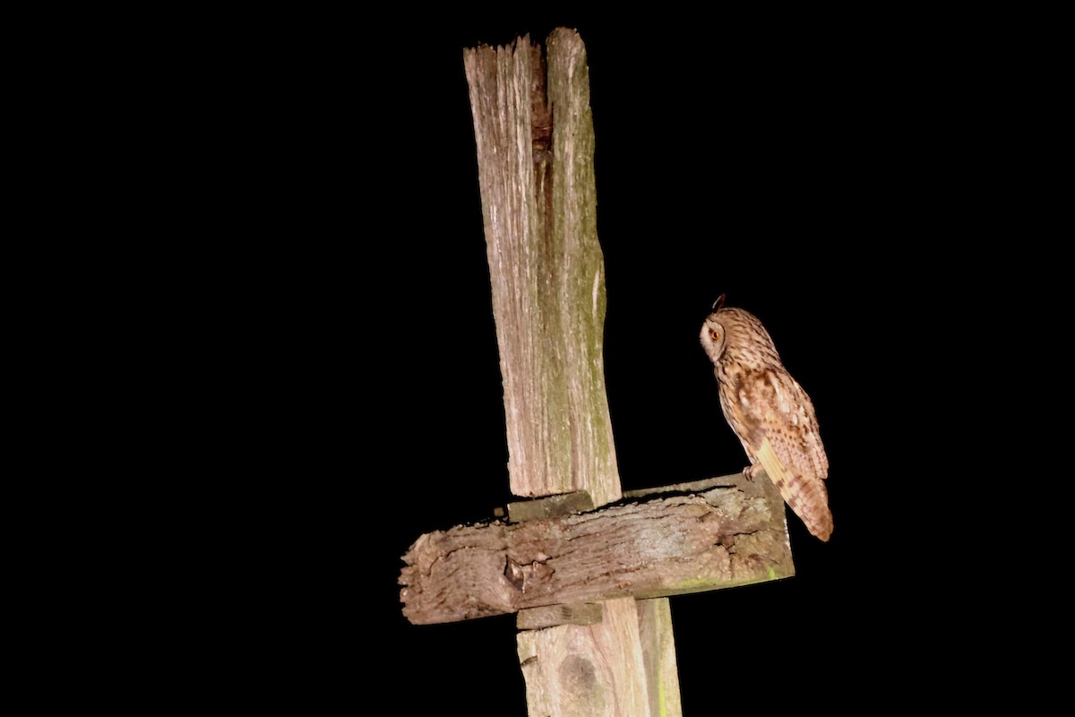 Long-eared Owl - ML638931825