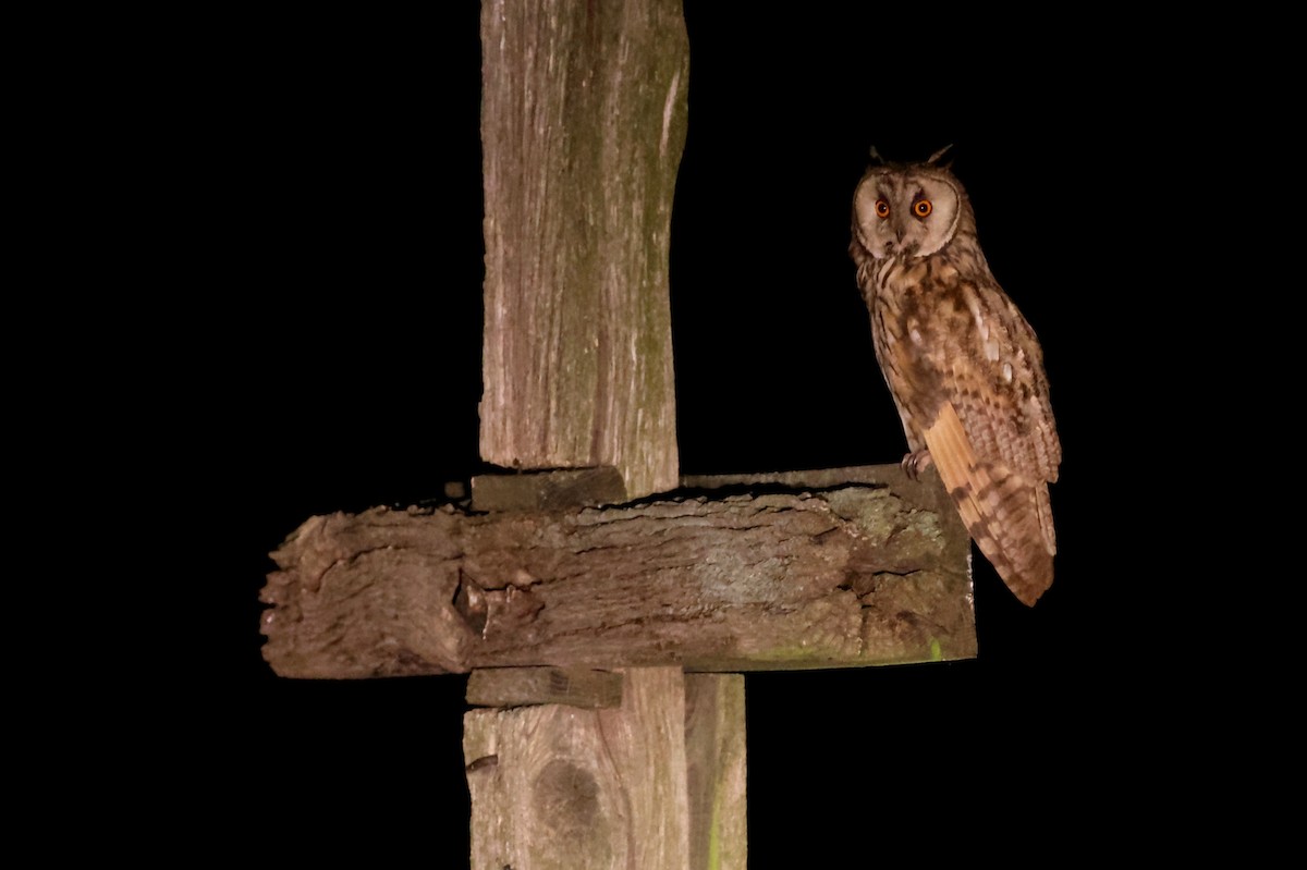 Long-eared Owl - ML638931826