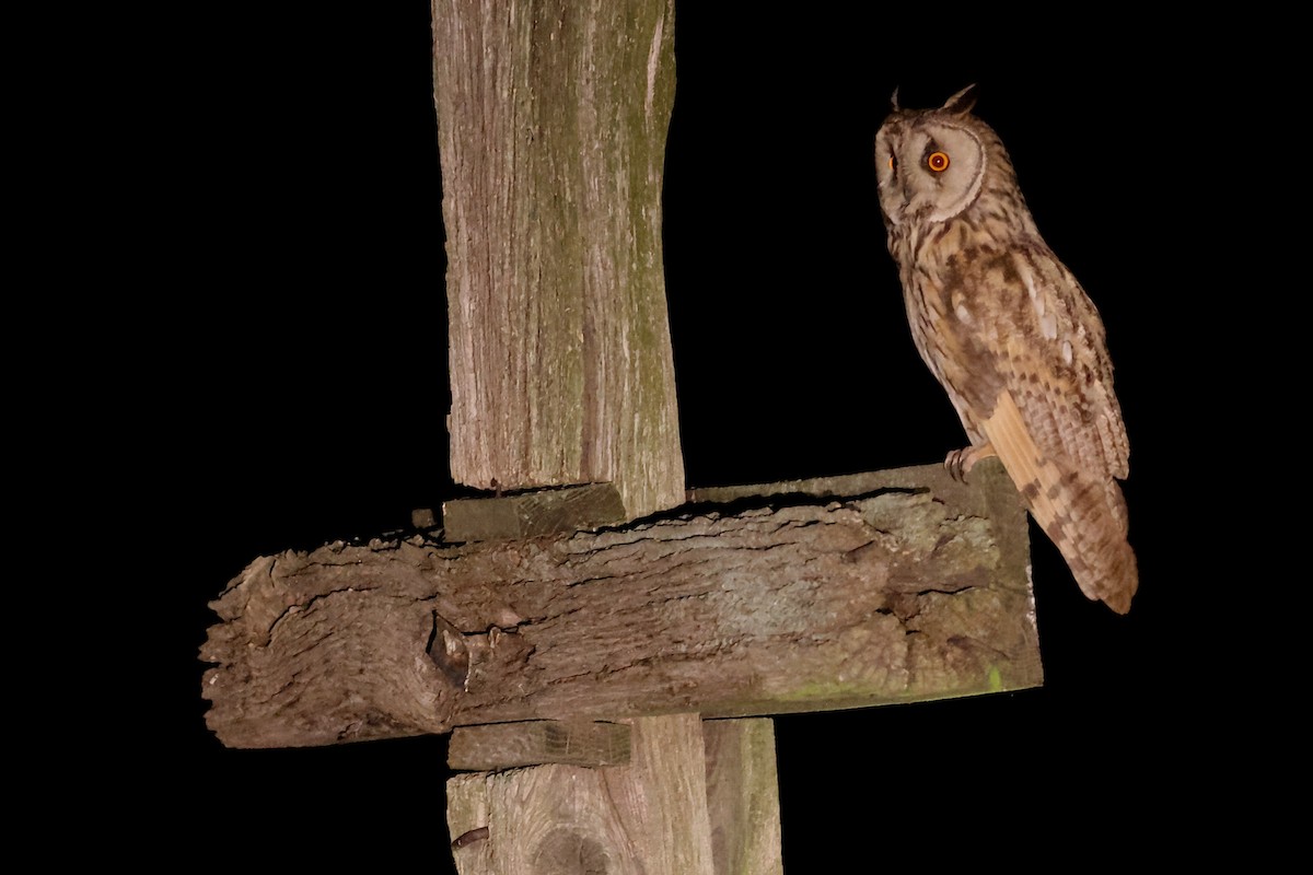 Long-eared Owl - ML638931827