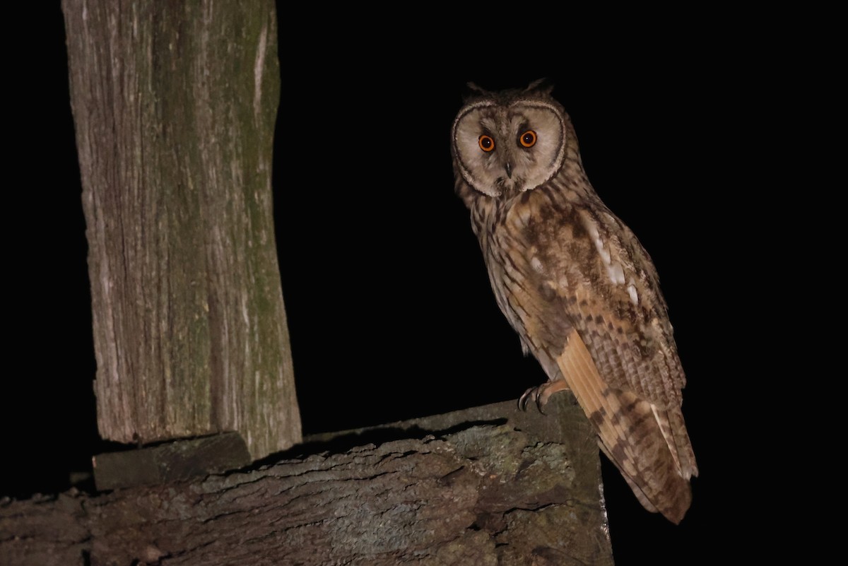 Long-eared Owl - ML638931828