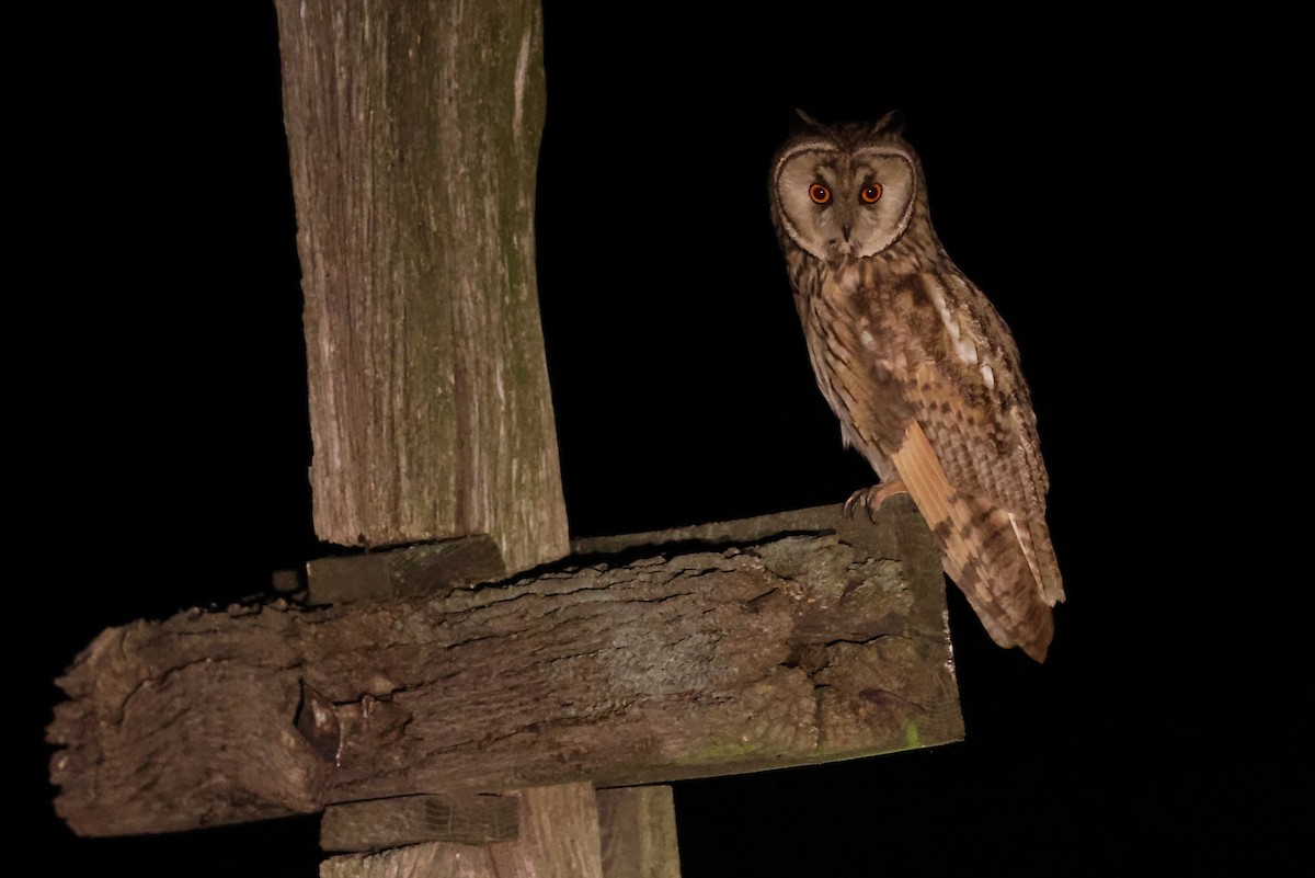 Long-eared Owl - ML638931831