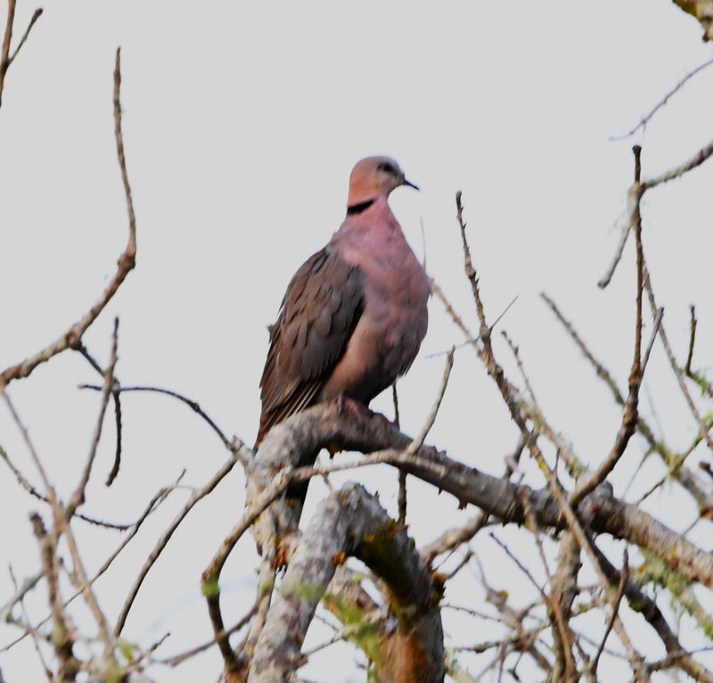 Red-eyed Dove - ML638931834