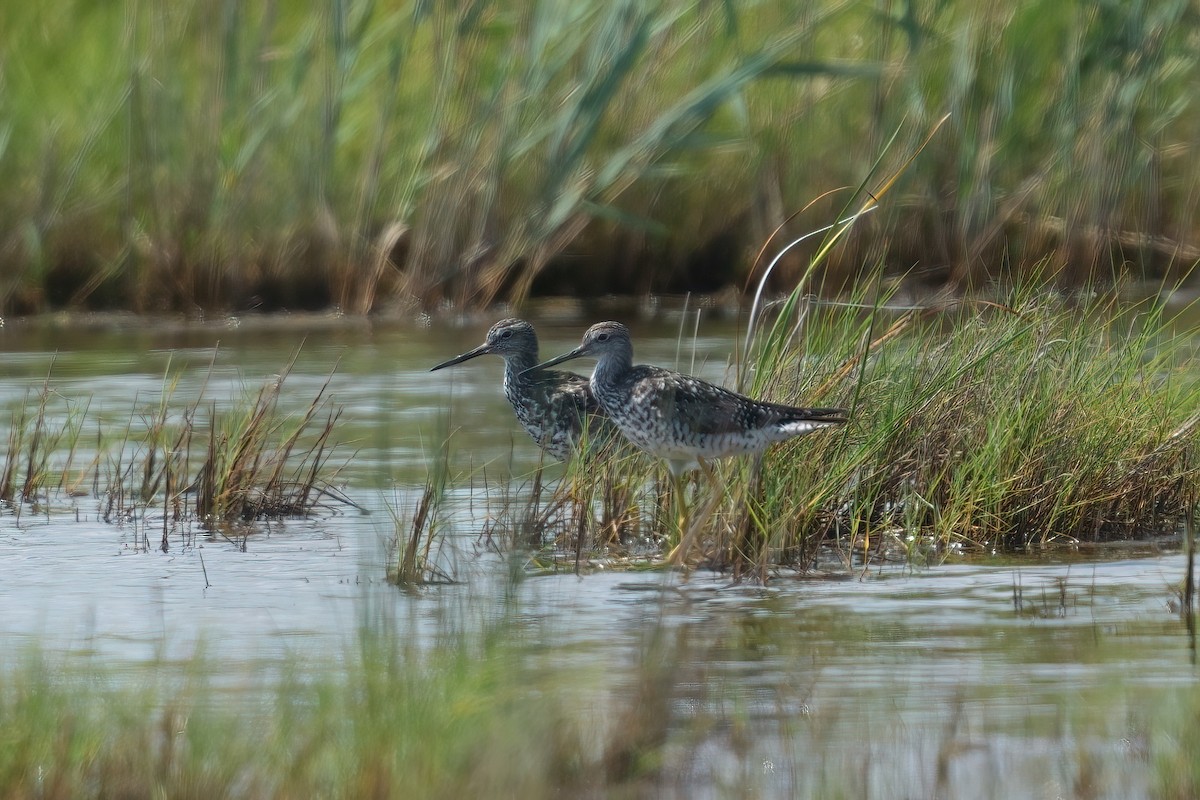 Willet (Eastern) - ML638931879