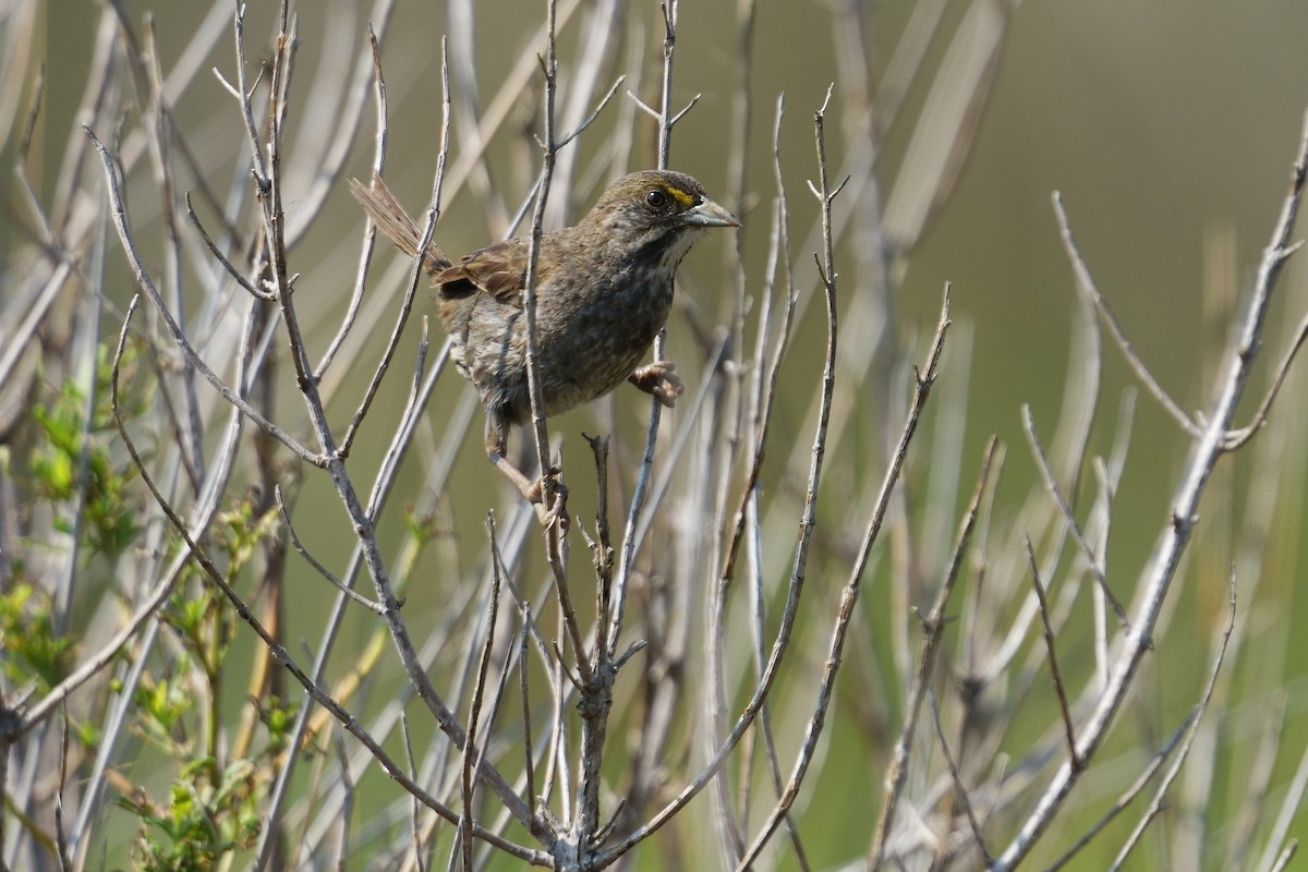 Seaside Sparrow - ML638931885