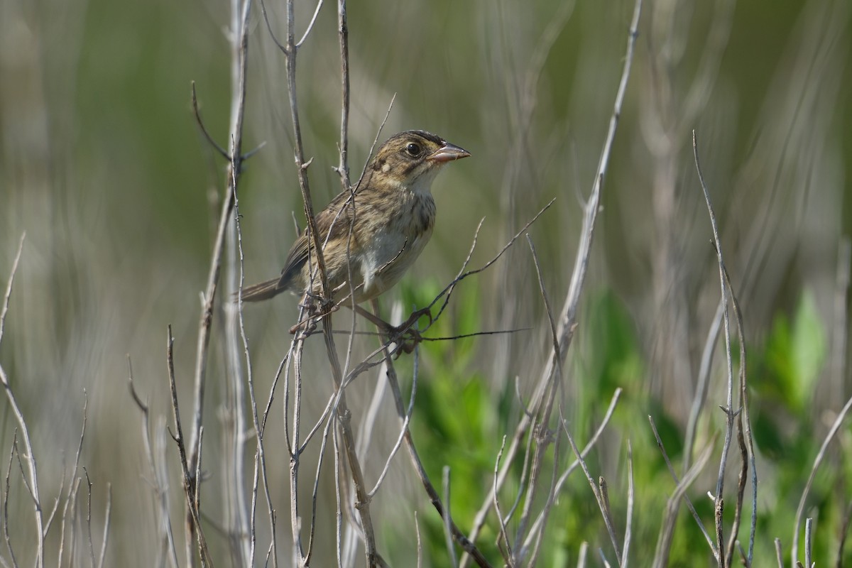 Seaside Sparrow - ML638931887