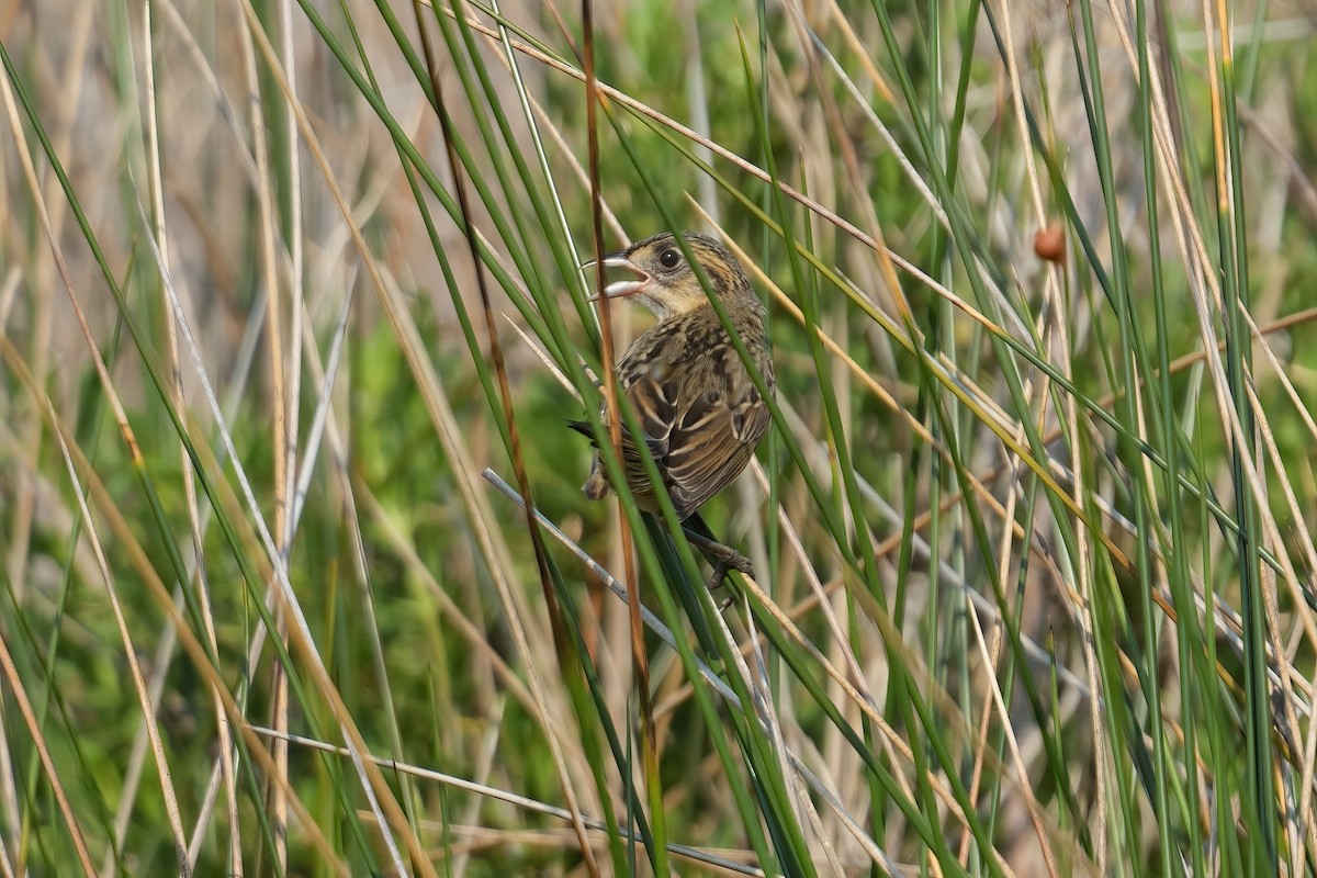 Seaside Sparrow - ML638931889