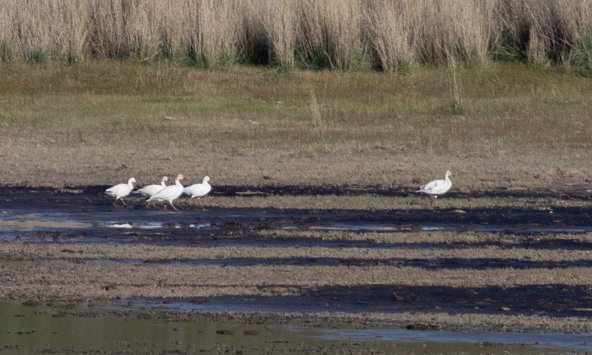 Snow Goose - ML638931943