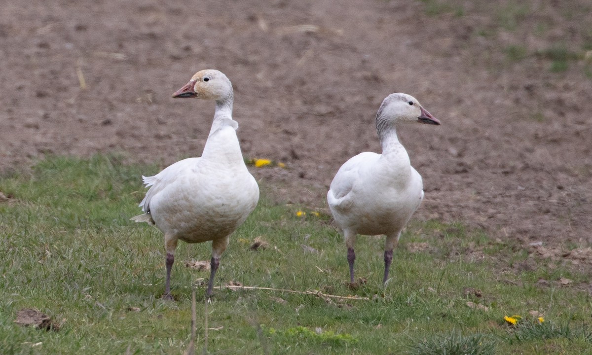 Snow Goose - ML638932019