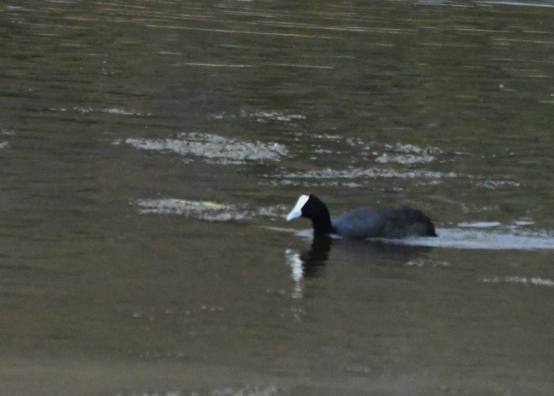 Red-knobbed Coot - ML638932072