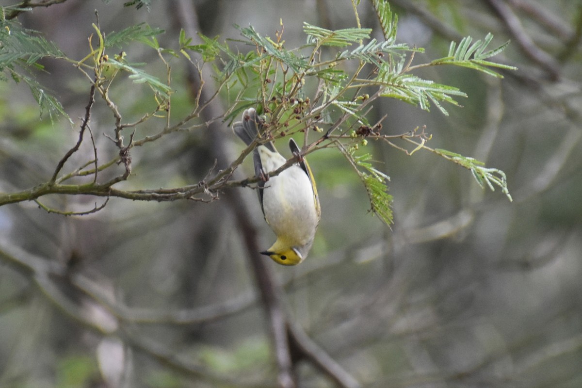 White-plumed Honeyeater - ML638932078