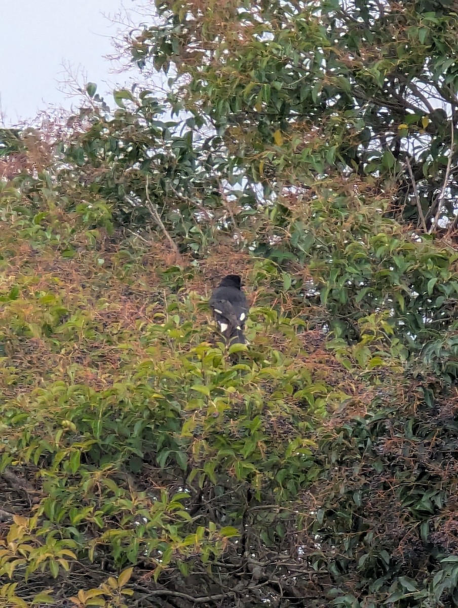 Pied Currawong - ML638932079