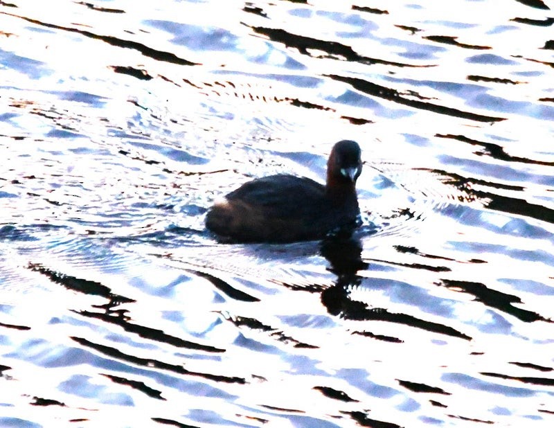 Little Grebe (Little) - ML638932088