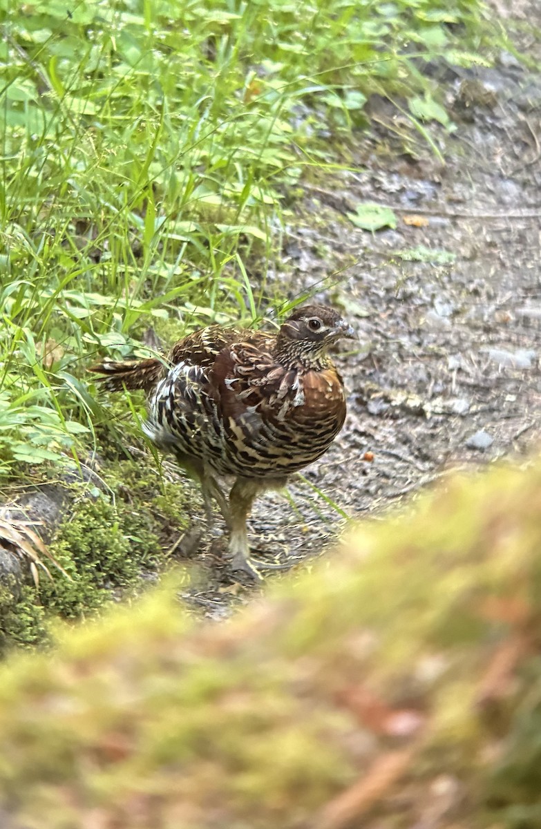 Ruffed Grouse - ML638932124