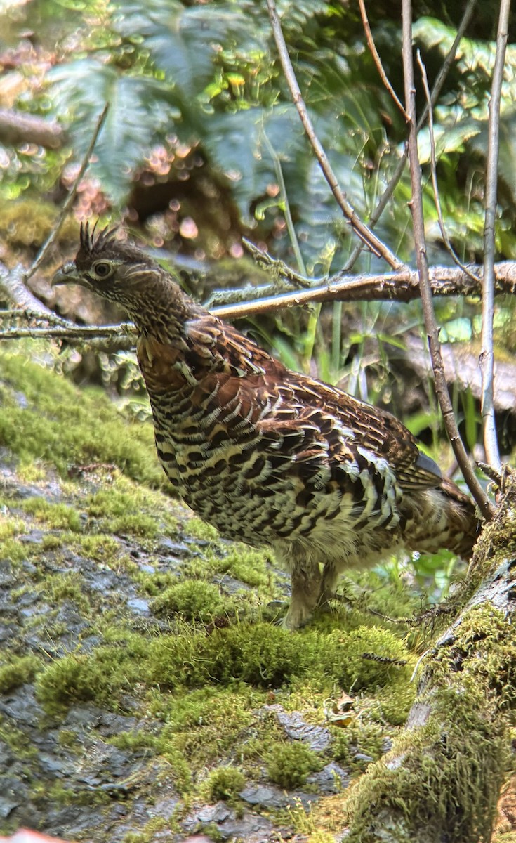 Ruffed Grouse - ML638932125