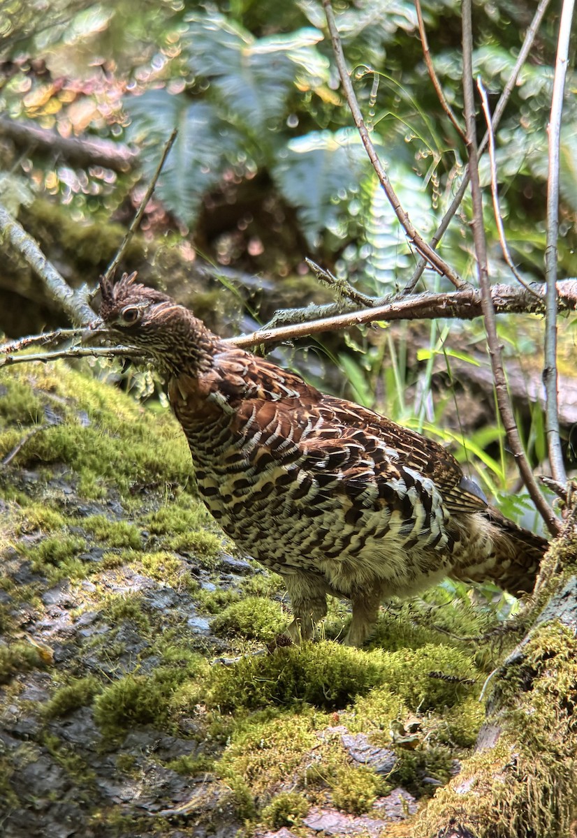 Ruffed Grouse - ML638932126