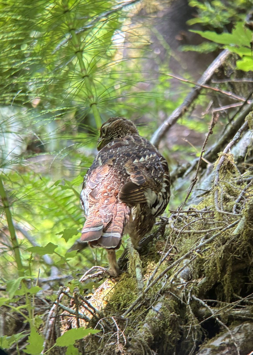 Ruffed Grouse - ML638932127