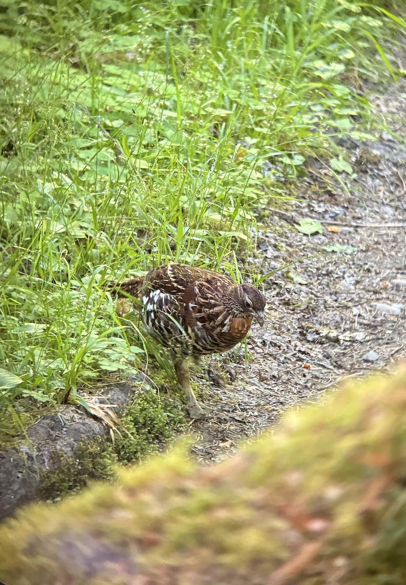 Ruffed Grouse - ML638932128