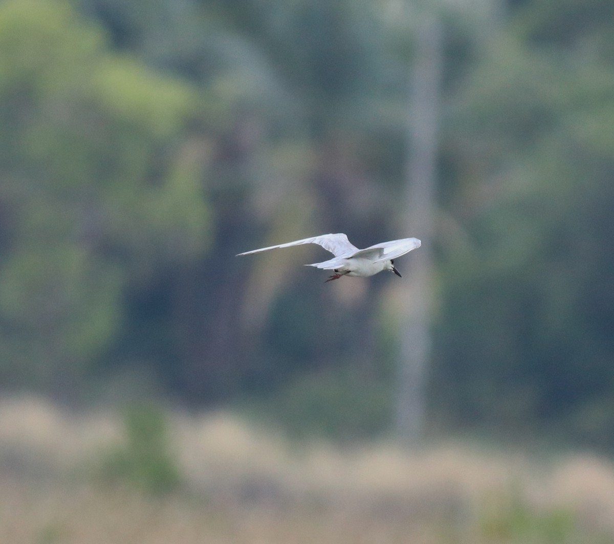 Whiskered Tern - ML638932151