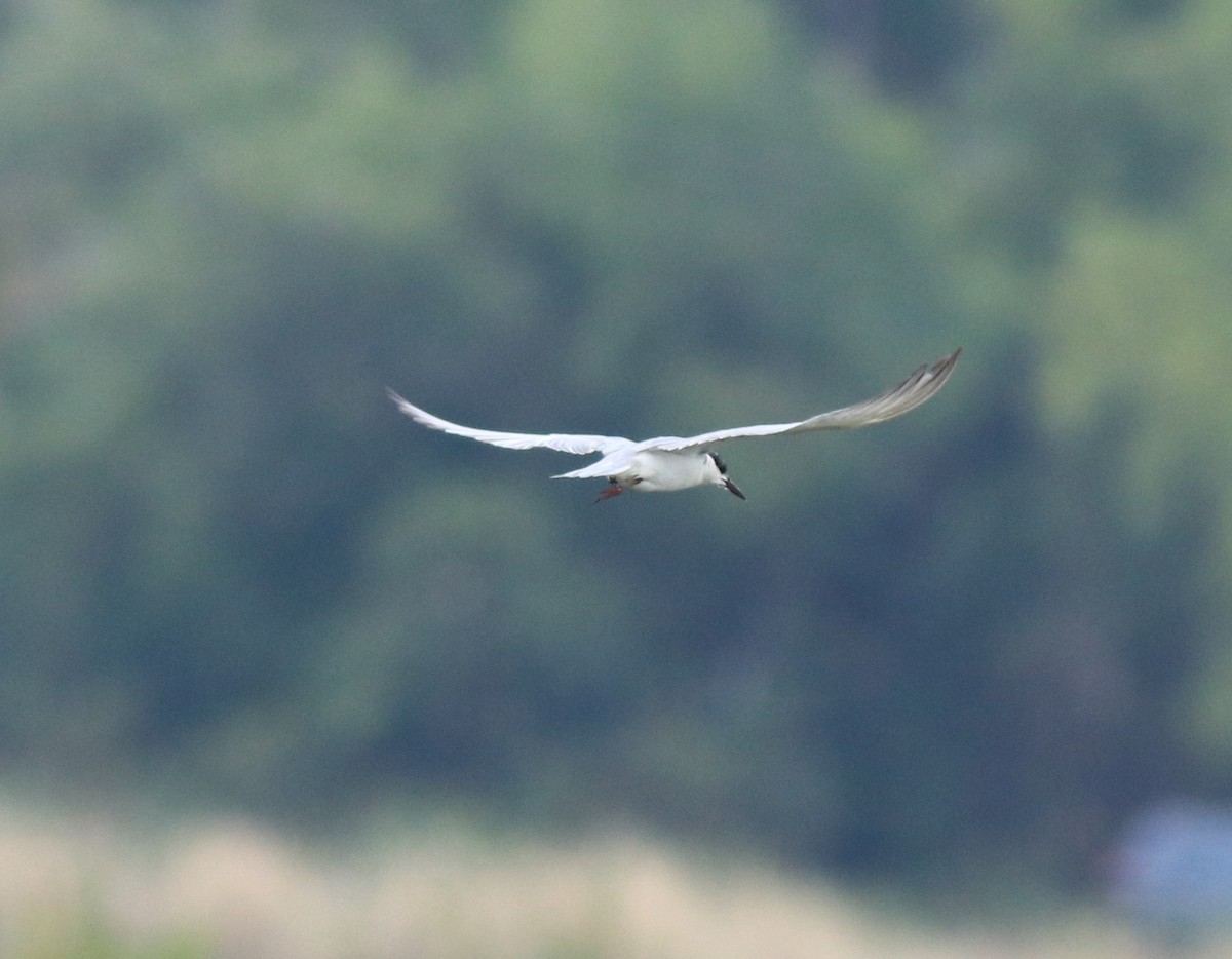 Whiskered Tern - ML638932152